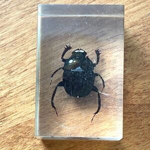 Vintage Dung Beetle Scarab Bug Lucite Resin Preserved Oddity Insect Entomology.